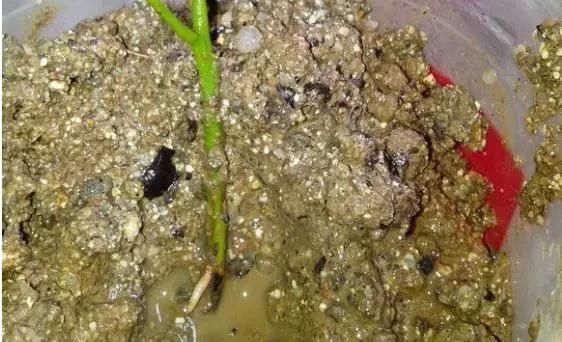 养花爱好者看过来这15种花现在“扦插”,生根快,一个周就长芽