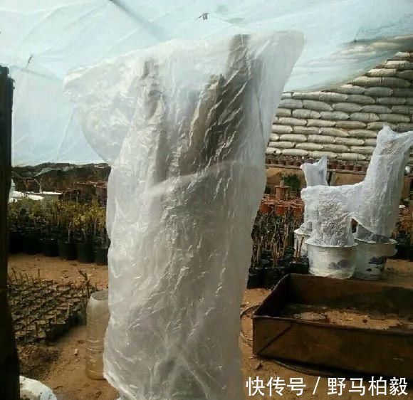 这2种大粗杆插土里，2周能生根，成活后还可以做成盆景造型