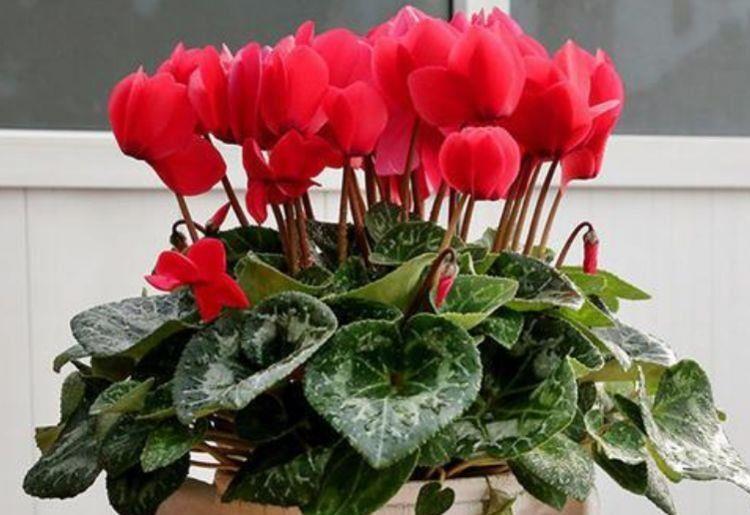 养花试试此几款,花开繁盛花香怡人,清新淡雅,散发迷人香味