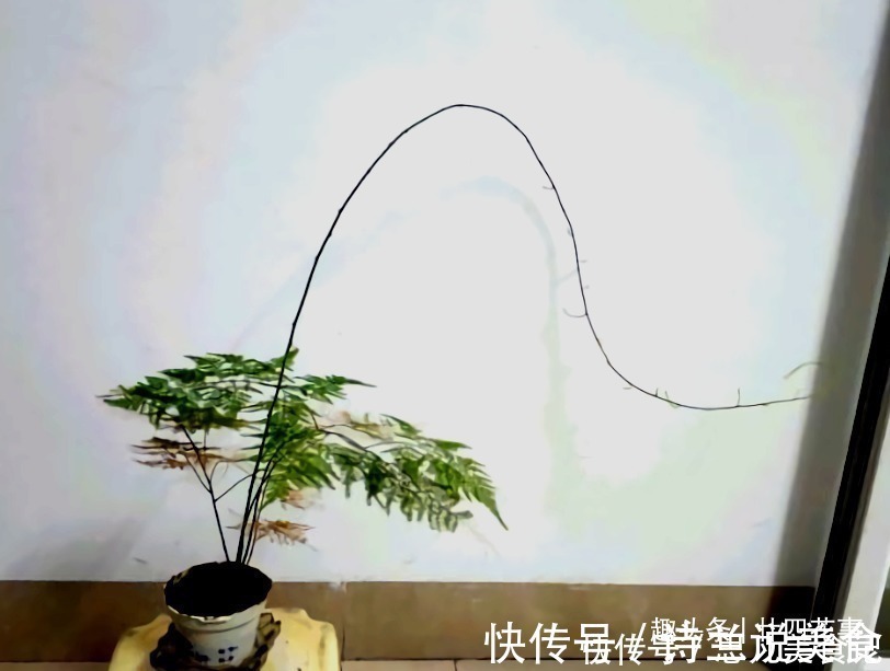 大花球|6种花,长高就“变丑”,株型低矮才“漂亮”,要舍得剪!
