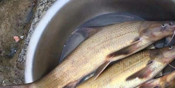 180元1斤吃到濒危，上岸后养不活，如今终于养殖成功，却没人敢养