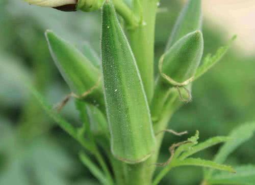 黑枸杞|天然的“雄激素”找到了，男人每天吃一点，保持年轻有活力