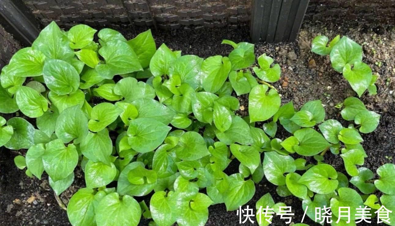 有3种绿植,很养眼又很美味,种一盆不停生长、吃不完的节奏