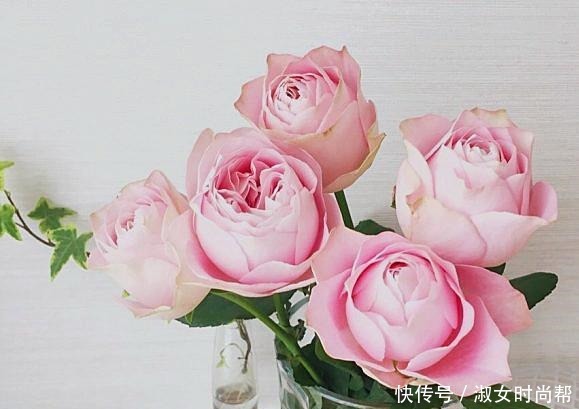 那些被煽情的文案打动,集齐了四系列月季的,你们后悔了吗