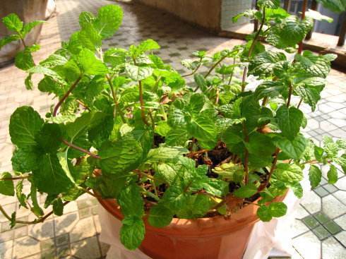 让铜钱草“爆盆”很简单,记住3个字剪、肥、水,叶子挤满盆