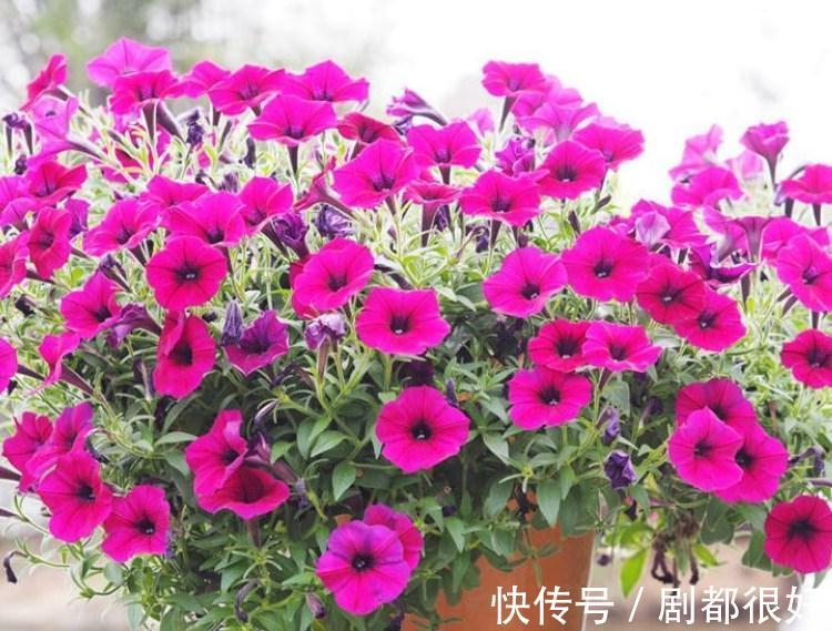 这5种植物开花美,不挑剔,堪称:家庭盆栽福利