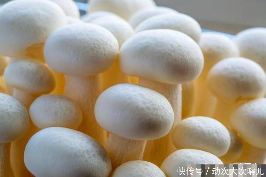 食用菌菇|有种食物的营养比肉还高降压、调理肠胃,关键还抗癌