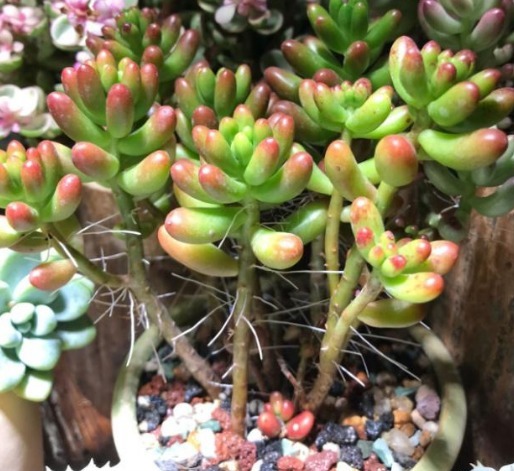 多肉植物夏季出现一种现象，是在向你发求救信号，一定要及时处理