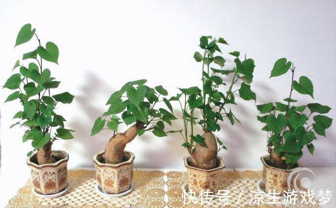 9种蔬菜根别扔掉,15天变盆景,吃不完就留着欣赏