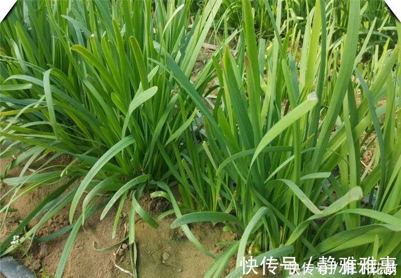 黑蒜|不起眼的几种食物, 是肝脏的“解毒王”每天吃一点, 排毒又养肝