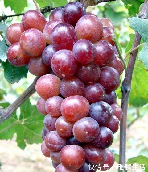 好处|吃葡萄好处多多，但却不能和以下食物搭配在一起，会起反作用