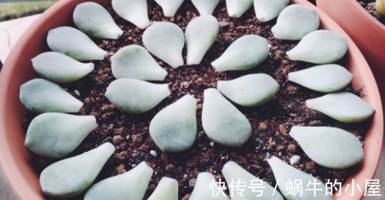 多肉|有些人多肉养不好,却该怪自己“太勤快”,有你吗?