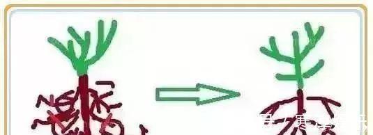 养花要“七分管、三分剪”,花卉如何修剪你一定要懂