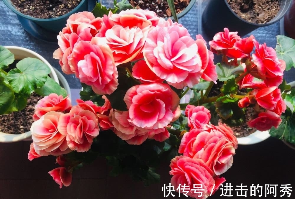 20种“坑人花”,真的很难养,没有三五年的养花经验,别入坑