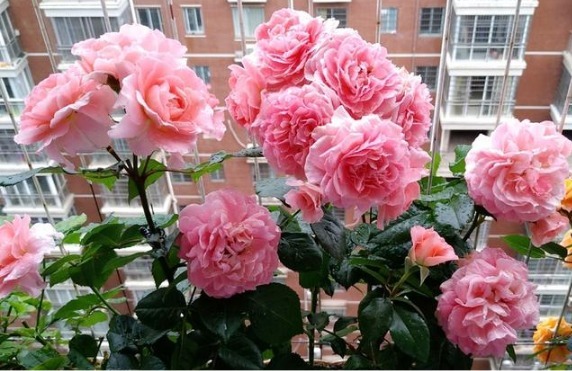 喜欢养花，不如养盆月季，被誉为“花中皇后”，十分讨人喜欢