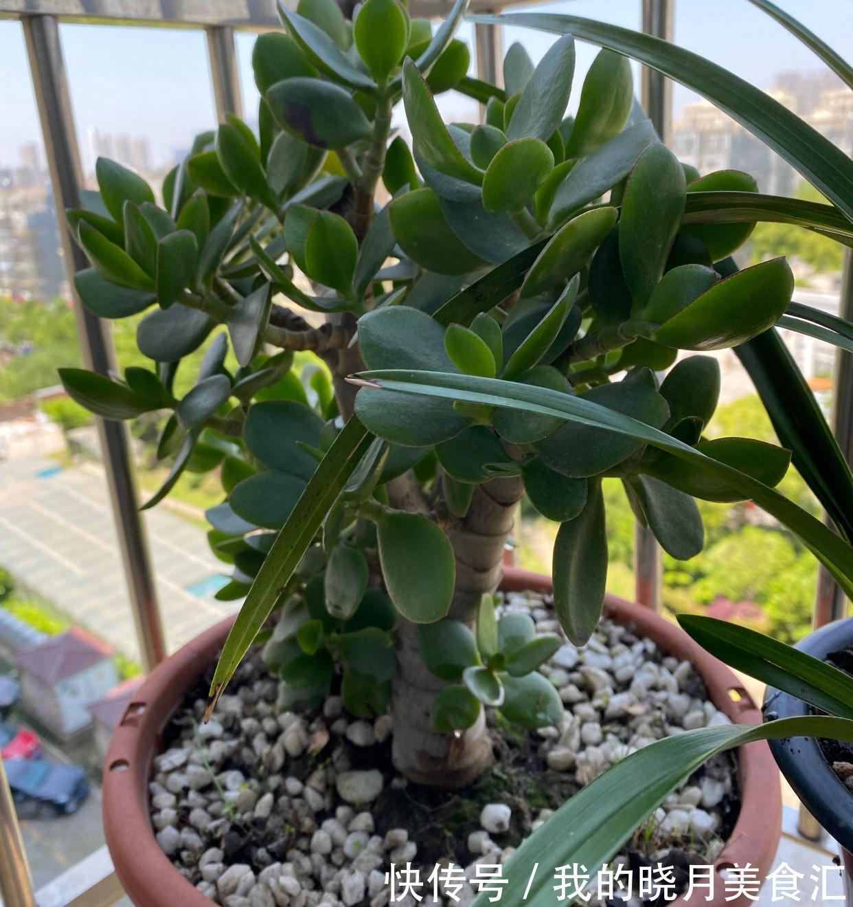 玉树|玉树长得慢?2个方面来改善,长势快、枝干壮、能开花、变老桩