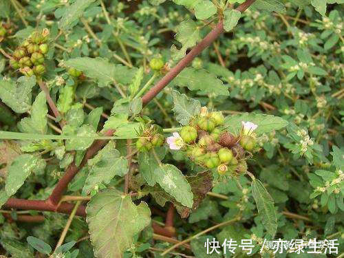 马松子|它是天然“皮炎平”,专治皮肤病,长在玉米地常遭踩踏