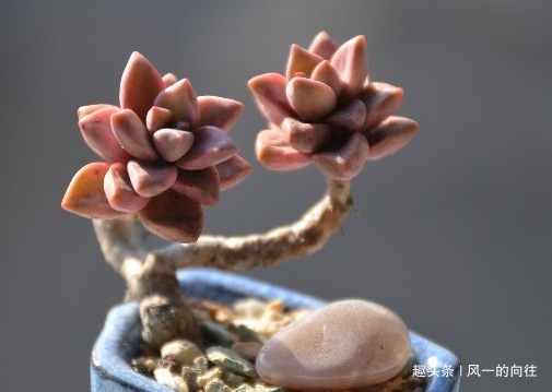 家养|家养姬胧月总是长不好学会这三个小技巧,轻松养的肥嘟嘟