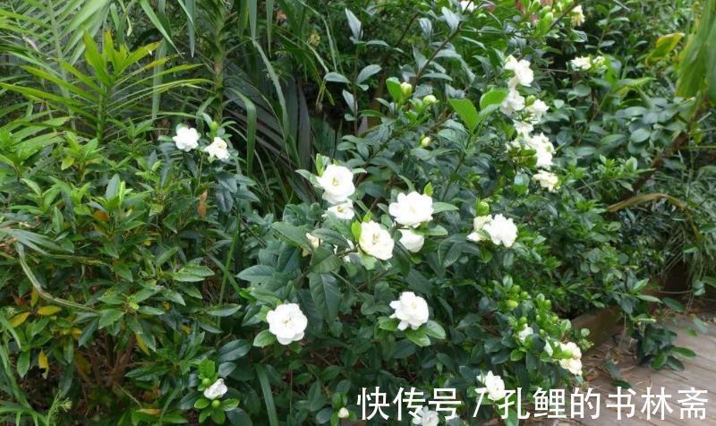 花芽|8月盆栽栀子花,4点打理到位,植株呼呼往外冒花苞