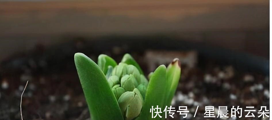 水仙花|养这5种盆栽，0℃都开花，且最后一种花期超长，像假花一样