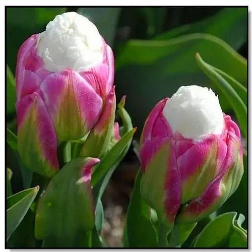 此花是十分稀有花卉,花开清爽怡人,像极了冰淇淋独特靓丽惹人爱