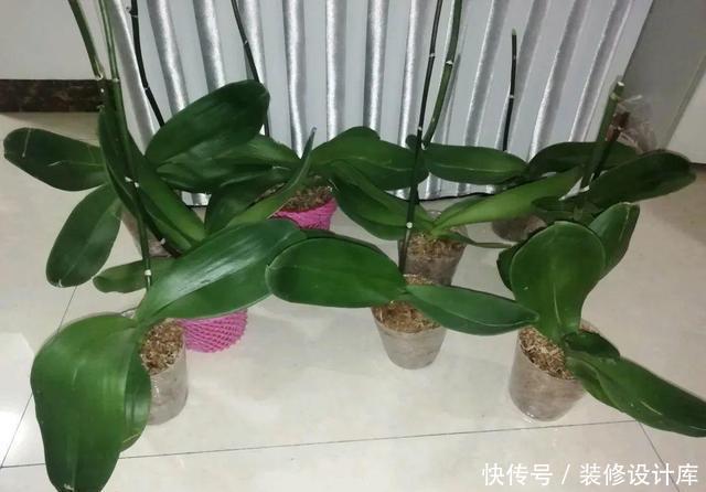 4种花,最容易被扔掉,看到别错过了,捡回家换个盆,省钱啦
