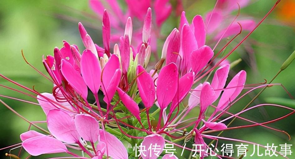 花若丹凤之冠|名字好听的15种花，你见过几个