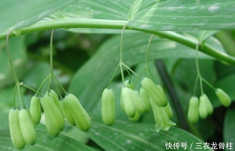 美容|玉竹美容润肤,养阴润燥,掌握四点,一样种出绿色优质的玉竹来!