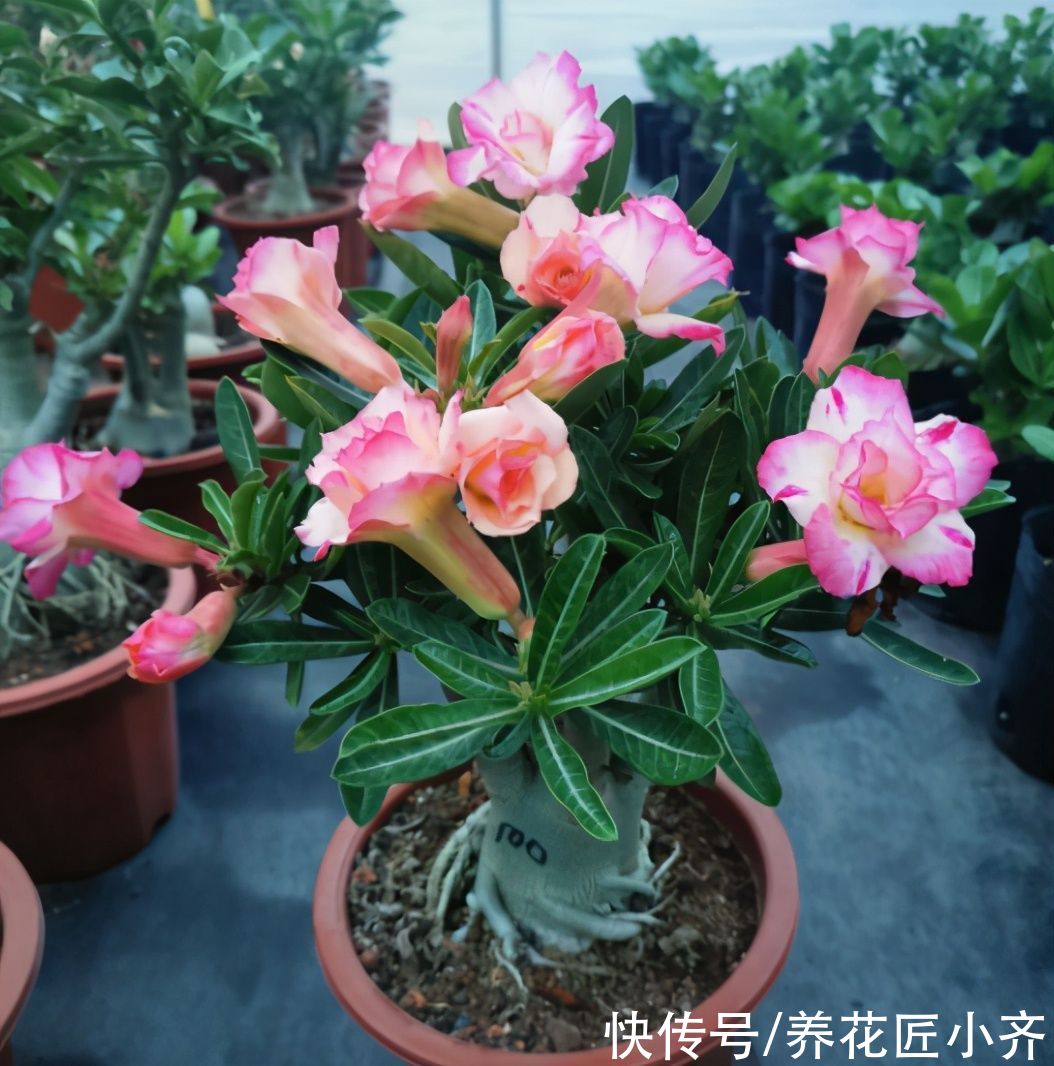 沙漠玫瑰养不好？养它不能做“四件事”，否则烂根、烂叶、不开花