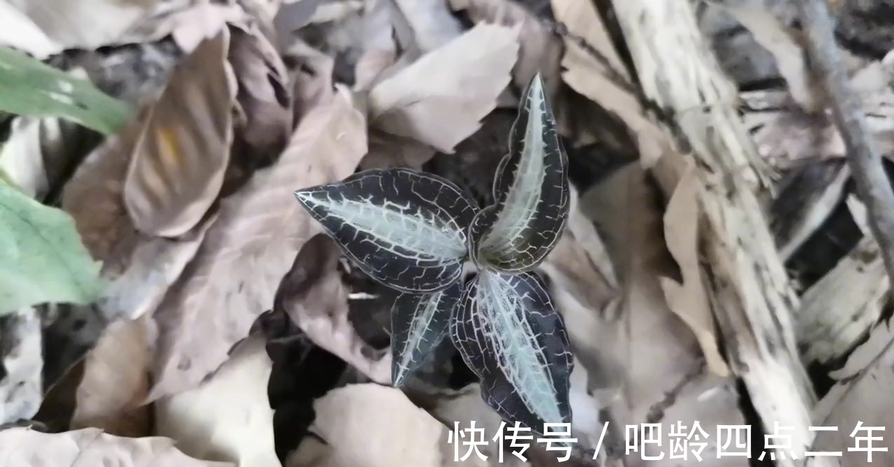 叶子上长着“金丝”的金线莲,是国家二级保护植物,看到请保护它