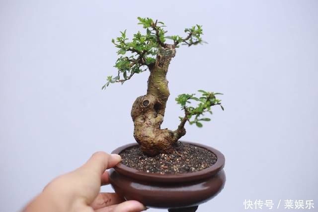 枝条|网友分享的白蜡微型盆栽,室内摆件精品盆栽,快来一睹为快