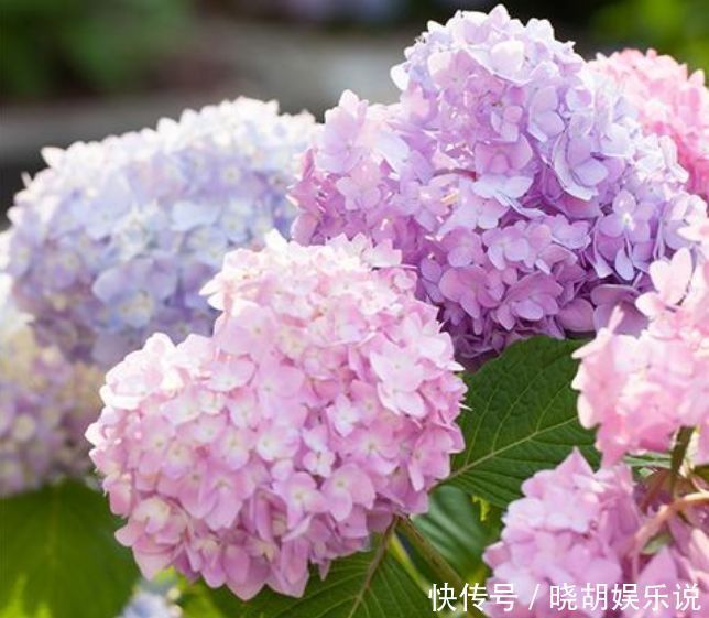 漂亮|几种花养家里,开花漂亮开不断,色娇艳香气浓,空气清新健康来