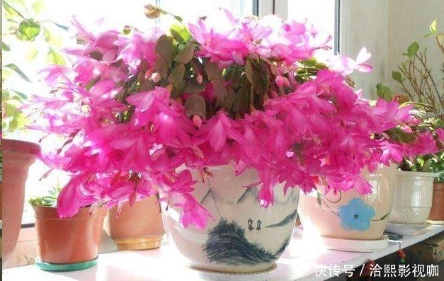 几种花最适合懒人养，勤快人养不过三个月就死！