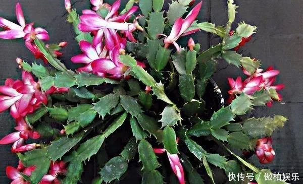 蟹爪兰摆放位置有“讲究”,一不小心就不开花,看你摆的对不对