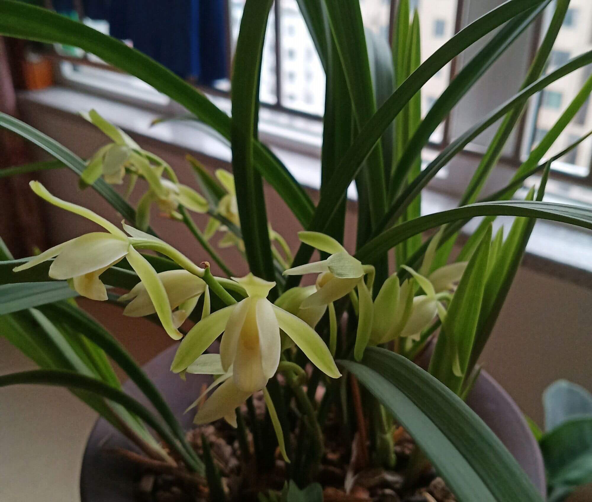 新手养兰花,把握几个关键点,兰花不黄叶烂根易出水晶头