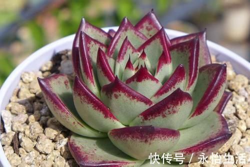 听名字很贵的5种多肉，其实都是漂亮的大普货，养过的花友都说好