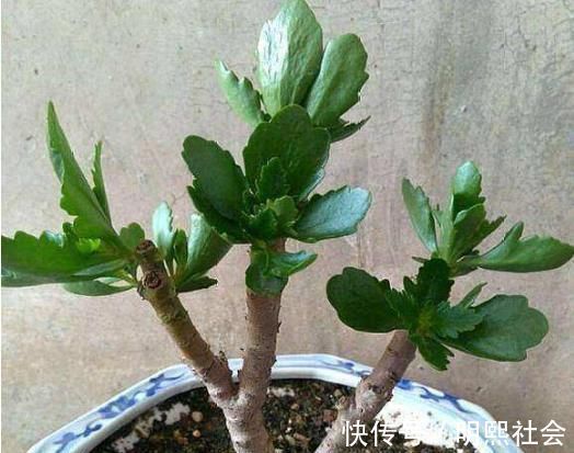 长寿花老桩怎么养狠下心，撸光“叶子”晒一晒，轻松就能完成