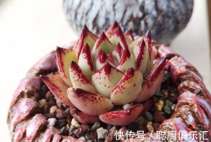 要说东云系名字最多的多肉,那非天狼星莫属,4个名字真是没谁了