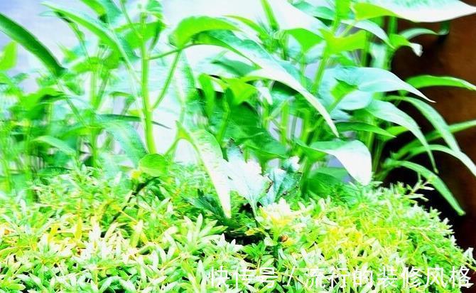 枝条|此种植物，易得还好养，最主要还好看，值得拥有