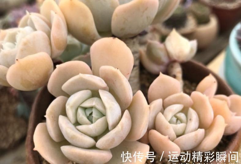 多肉圣卡洛斯,藏在鲁氏石莲背后的幽灵——粗看一样,细看却不同