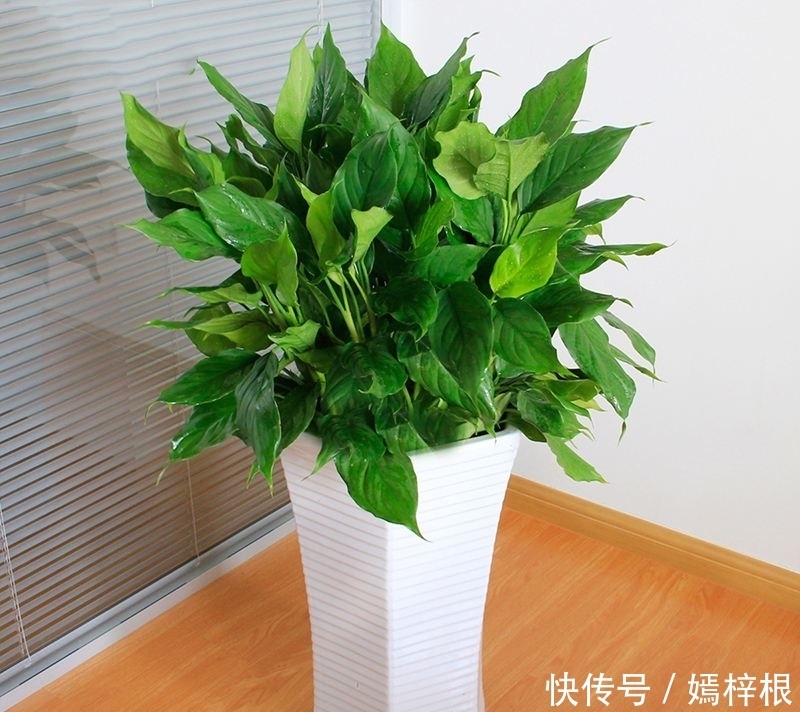室内养花,10种绿植比花好看,随你挑