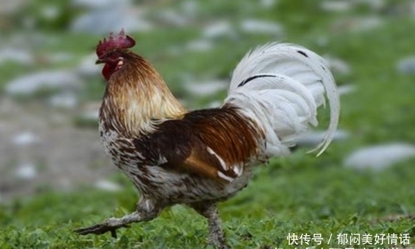 【草丁图书馆】越努力越幸运的生肖,越过低谷,摆脱霉运,贵人助力,好运自然来