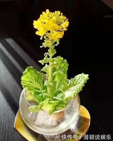 放水|6种蔬菜头留好了，放水里就长根，养成小盆栽真耐看，叶子味道好