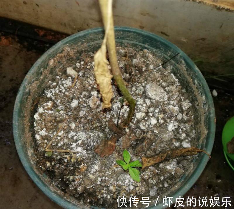 在家养花，最怕盆里出现这个，一浇水就烂根