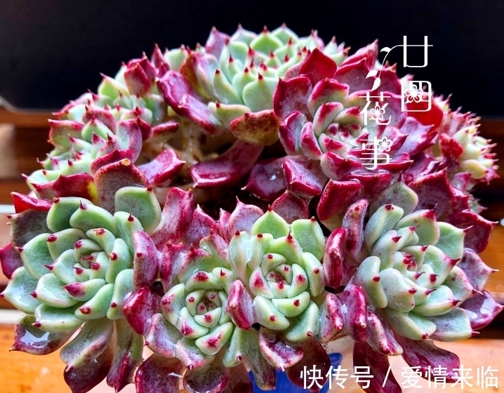 多肉|8款多肉“爆崽王”,不用砍头就能群生爆盆,养起来成就感满满!