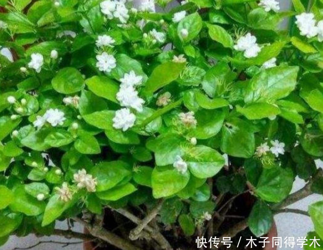 茉莉|茉莉花简单处理一下,开花一茬接一茬,整个夏天都有花看
