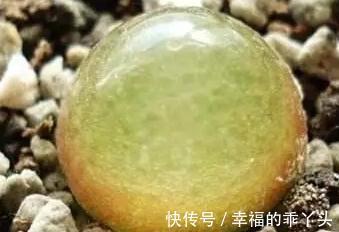 浅谈多肉植物怎么缓根