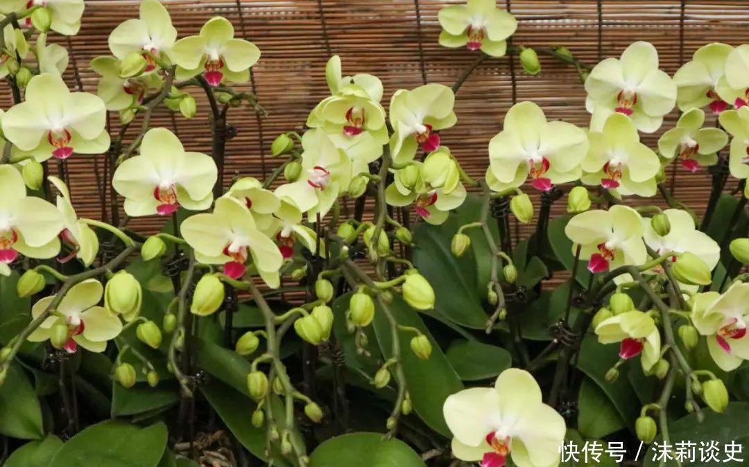 十大最受欢迎年宵花,学会挑选,才不上当