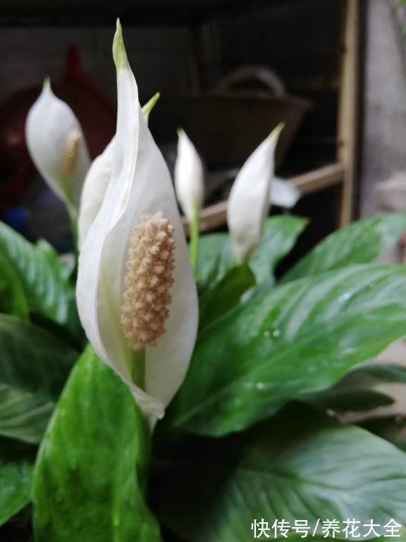 年底养些喜庆花,家里一年都吉祥,6种年宵花现在买正合适