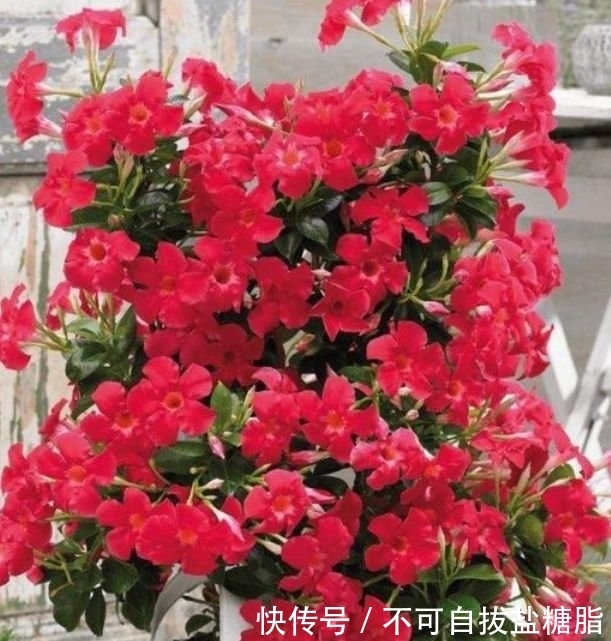 4种花,堪称花界“劳模”,几个月不浇水,照样长得旺!